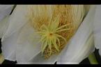 火龍果-花蕊08.jpg