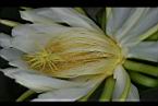 火龍果-花蕊09.jpg
