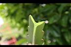 火龍果-莖橫切1.jpg