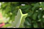 火龍果-莖橫切2.jpg
