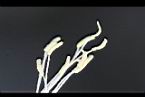 火龍果-雄蕊00.jpg