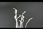 火龍果-雄蕊01.jpg