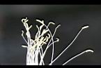 火龍果-雄蕊03.jpg