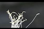 火龍果-雄蕊05.jpg