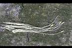 火龍果-雄蕊06.jpg