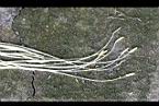 火龍果-雄蕊07.jpg