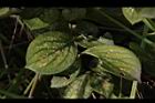 灰木-葉02.JPG