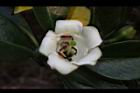 灰莉-花05.JPG