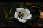灰莉-花06.JPG