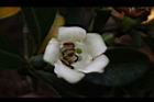 灰莉-花07.JPG