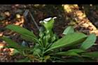 灰莉-花苞05.JPG