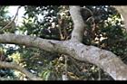 灰莉-莖01.JPG