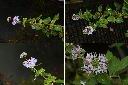 灰葉蕕-花1.jpg
