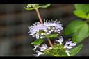 灰葉蕕-花10.JPG