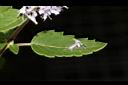 灰葉蕕-花冠00.JPG