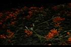 炮仗花-捲鬚03.JPG