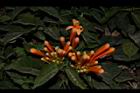 炮仗花-花00.JPG
