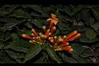 炮仗花-花01.JPG
