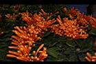 炮仗花-花04.JPG