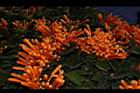 炮仗花-花05.JPG