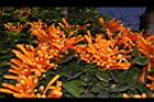 炮仗花-花06.JPG