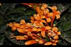 炮仗花-花15.JPG