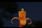 炮仗花-花蕊05.JPG