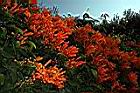 炮仗花00.JPG