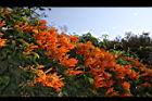 炮仗花09.JPG