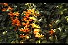 炮仗花22.JPG