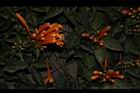 炮仗花25.JPG