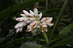 烏來月桃-花序01.JPG