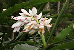 烏來月桃-花序03.JPG