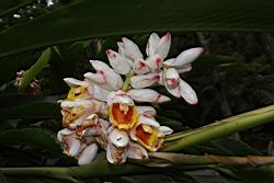 烏來月桃-花序06.JPG