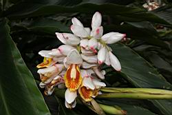 烏來月桃-花序07.JPG