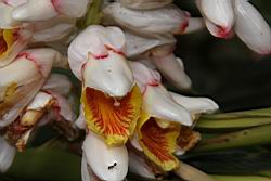 烏來月桃-花00.JPG