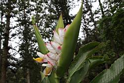 烏來月桃-花苞01.JPG
