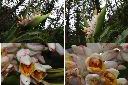 烏來月桃-花1.jpg