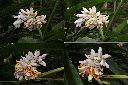 烏來月桃-花序1.jpg
