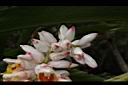 烏來月桃-花苞03.JPG