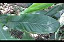 烏來月桃-葉06.JPG