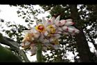 烏來月桃-花序10.JPG