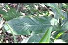 烏來月桃-葉05.JPG