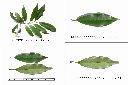 烏心石-葉1.jpg