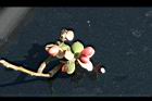 烏心石-種子0.jpg