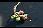 烏心石-種子1.jpg