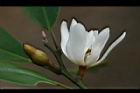 烏心石-花04.jpg