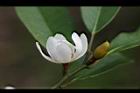 烏心石-花06.jpg