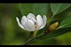 烏心石-花16.jpg