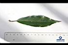 烏心石-葉正01.JPG